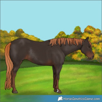 Horse Color:Liver Chestnut Rabicano 