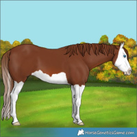 Horse Color:Chestnut Splash 