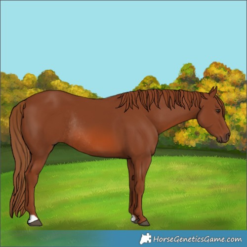 Horse Color:Chestnut Rabicano 