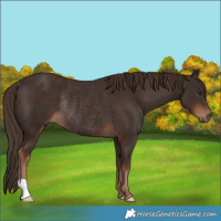 Horse Color:Liver Chestnut Rabicano