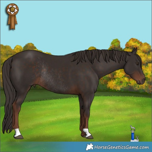 Horse Color:Liver Chestnut Rabicano 