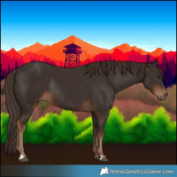 Horse Color:Liver Chestnut Rabicano 