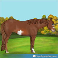Horse Color:Chestnut Frame