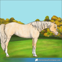 Horse Color:Gold Cream Champagne Roan Sabino
