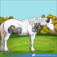 Horse Color:Liver Chestnut Sabino Splash Tobiano Snowflake Varnish Rabicano 