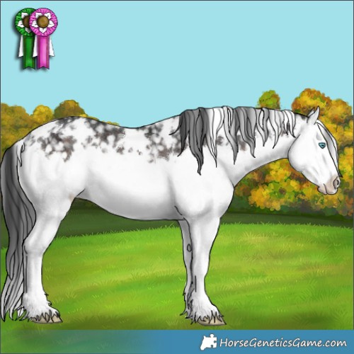 Horse Color:White Spotted Brown Splash Appaloosa Rabicano 