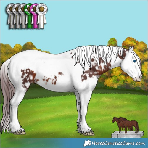 Horse Color:White Spotted Chocolate Brown Splash Tobiano Appaloosa 