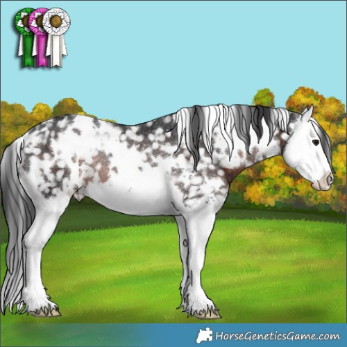 Horse Color:White Spotted Brown Splash Appaloosa Rabicano 
