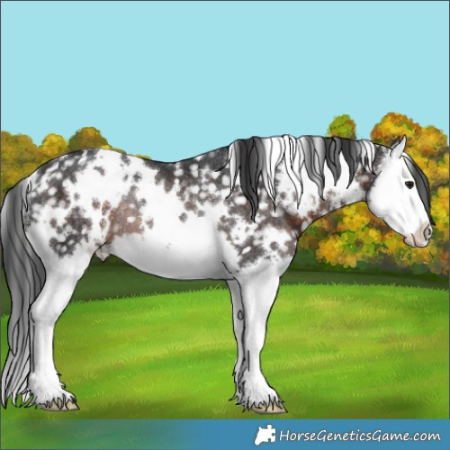 Horse Color:White Spotted Brown Splash Appaloosa Rabicano 