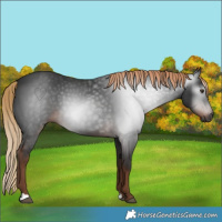 Horse Color:Gray Liver Chestnut