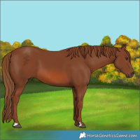 Horse Color:Chestnut 