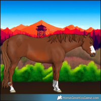 Horse Color:Chestnut 