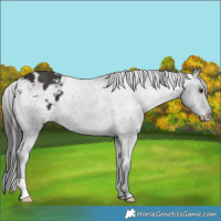 Horse Color:Liver Chestnut Appaloosa 