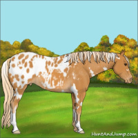 Horse Color:White Spotted Palomino Appaloosa 