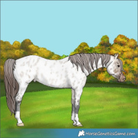 Horse Color:Brown Roan Dun Near Leopard 