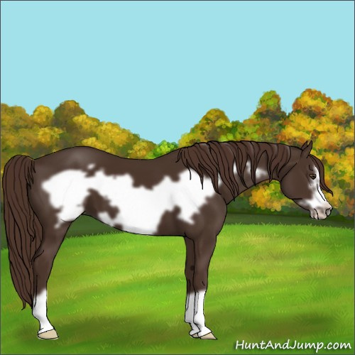 Horse Color:Liver Chestnut Frame