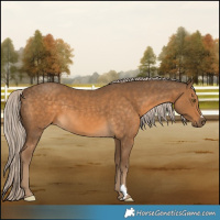 Horse Color:Chocolate Palomino 