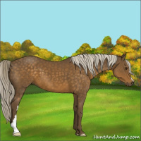 Horse Color:Chocolate Palomino 