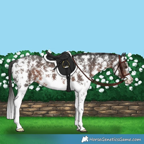 Horse Color:Liver Chestnut Sabino