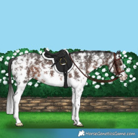 Horse Color:Liver Chestnut Sabino 