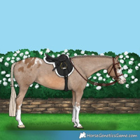 Horse Color:Chocolate Palomino Appaloosa 