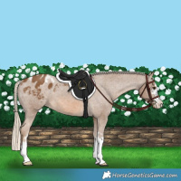 Horse Color:Chocolate Palomino Appaloosa