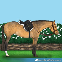 Horse Color:Buckskin 