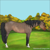 Horse Color:Brown Roan Dun 