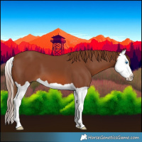 Horse Color:Chestnut Splash 