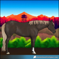 Horse Color:Liver Chestnut 