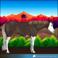 Horse Color:Liver Chestnut Splash 