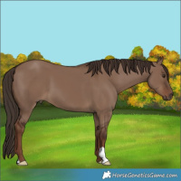 Horse Color:Liver Red Dun 