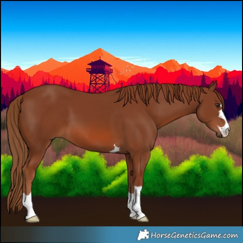 Horse Color:Chestnut 