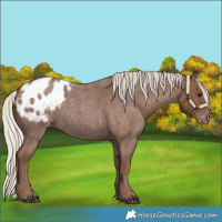Horse Color:Silver Blue Roan Appaloosa 