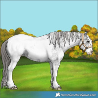 Horse Color:White Spotted Black Snowcap Rabicano 