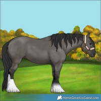 Horse Color:Grullo 