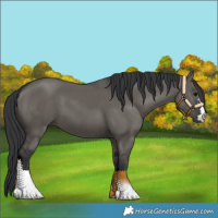 Horse Color:Grullo 
