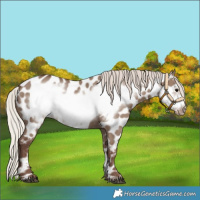 Horse Color:Silver Grullo Frame Near Leopard