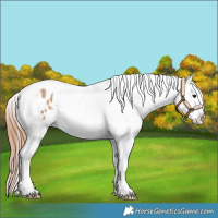 Horse Color:Bay Dun Splash Tobiano Appaloosa 