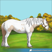 Horse Color:Bay Dun Splash Tobiano Appaloosa