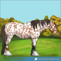 Horse Color:Bay Roan Appaloosa 