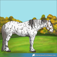 Horse Color:Grullo Near Leopard Rabicano 