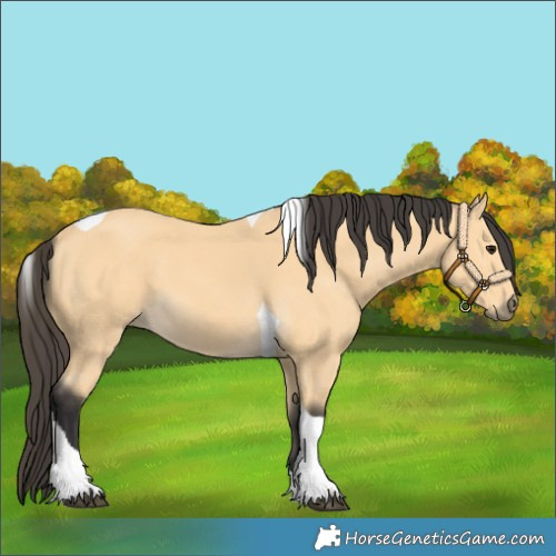 Horse Color:Buckskin Tobiano 