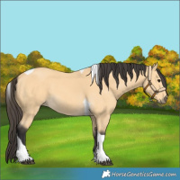 Horse Color:Buckskin Tobiano 