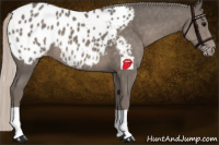 Horse Color:Silver Black Appaloosa