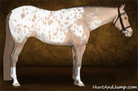 Horse Color:Amber Champagne Appaloosa 