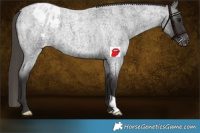 Horse Color:Smoky Blue Roan Blanket 