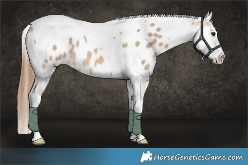 Horse Color:Bay Dun Tobiano Appaloosa 