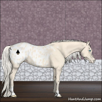 Horse Color:Cremello Appaloosa 