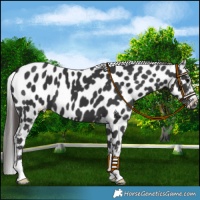 Horse Color:Black Near Leopard 